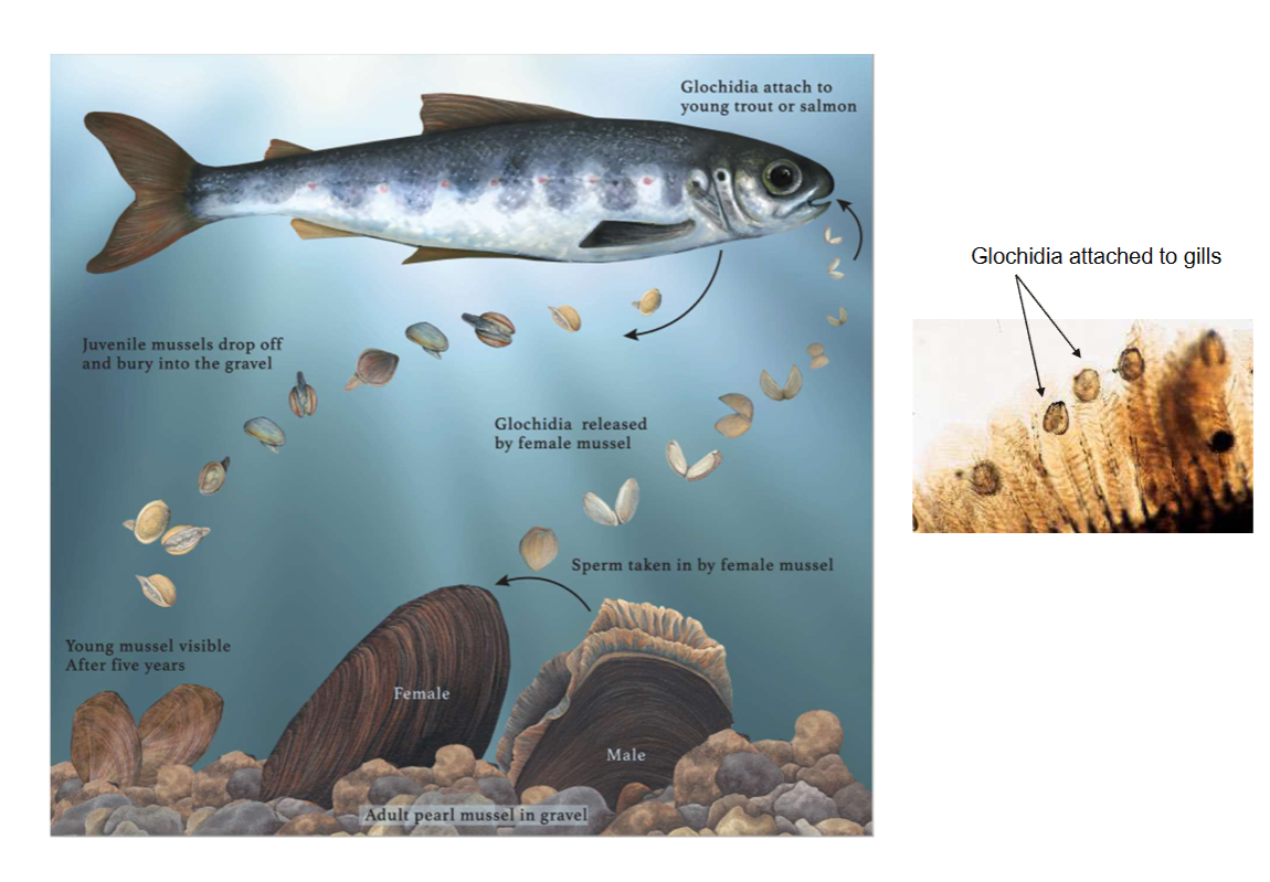 <ul><li><p>Lives up to 120 years in Ireland</p></li><li><p>Depends on salmonids complete their life cycle</p></li><li><p>Requires the highest water and habitat quality</p></li><li><p>Protected under the Habitats Directive</p></li></ul><p><em>Due to land-use pressures (e.g. drainage, nutrients and fine sediment inputs) pearl mussels are threatened with extinction. </em></p><p></p>