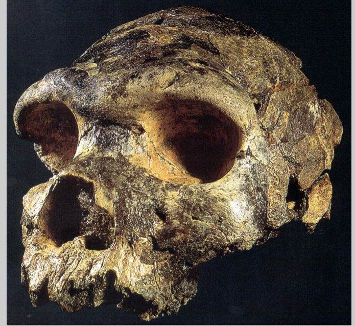 <p>MP Homo</p>