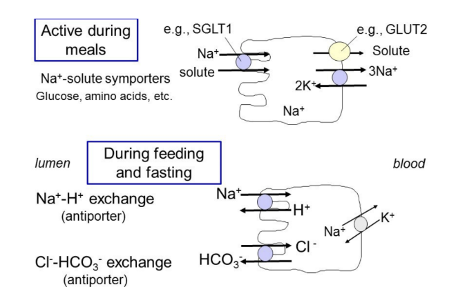 <ul><li><p>nutrient-coupled Na<sup>+</sup> absorption → Na<sup>+</sup>-solute symporters</p><ul><li><p>active during meals → transports products of digestion (glucose, amino acids, etc.) into cell with Na<sup>+</sup></p></li></ul></li><li><p>Na<sup>+</sup>-H<sup>+</sup> antiporter</p><ul><li><p>active between meals/during fasting</p></li></ul></li></ul><p></p>