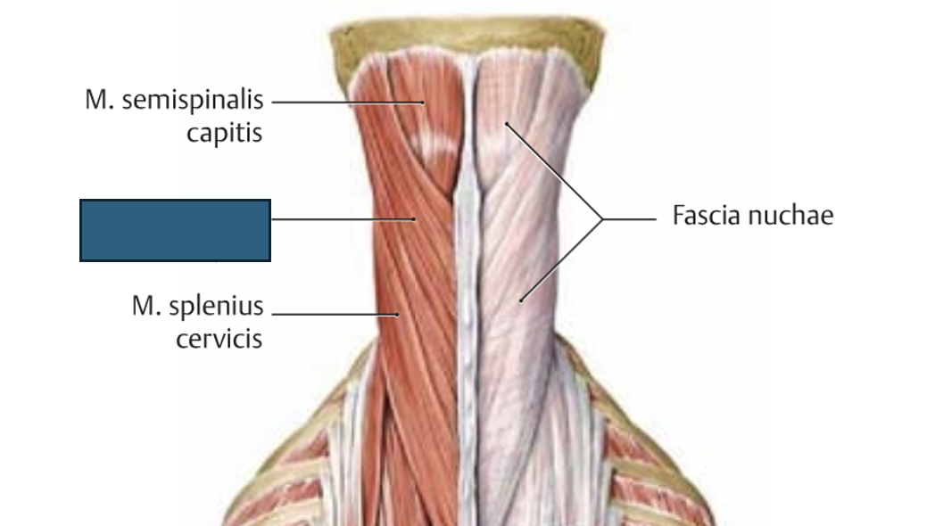 <p>m. splenius capitis</p>