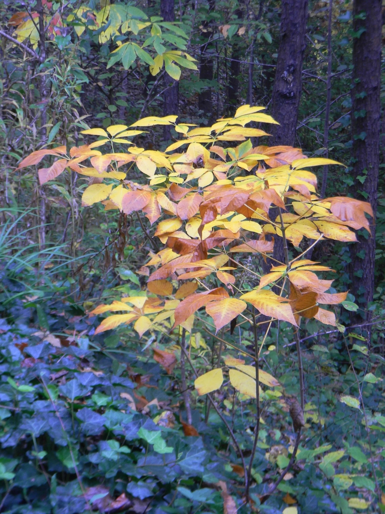 <p>bottlebrush buckeye</p>