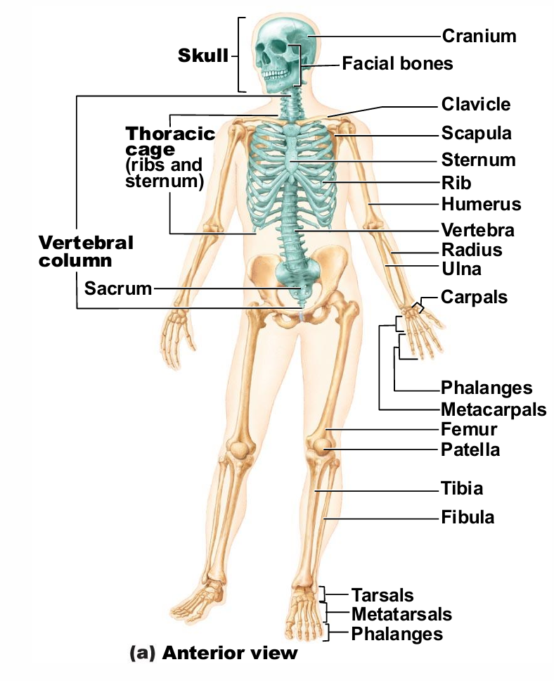 <ul><li><p>Consists of 80 bones</p></li><li><p>Three major regions</p><ol><li><p>Skull</p></li><li><p>Vertebral column</p></li><li><p>Thoracic cage</p></li></ol></li></ul><p></p>
