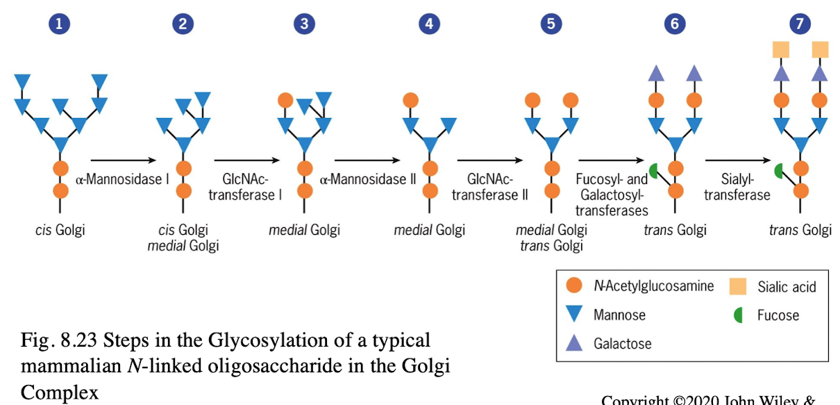 <ul><li><p>Assembly of carbohydrates found in glycolipids &amp; glycoproteins</p></li><li><p>Sequence of incorporation of sugars into oligosaccharides is determined by glycosyltransferases</p></li></ul><p></p>