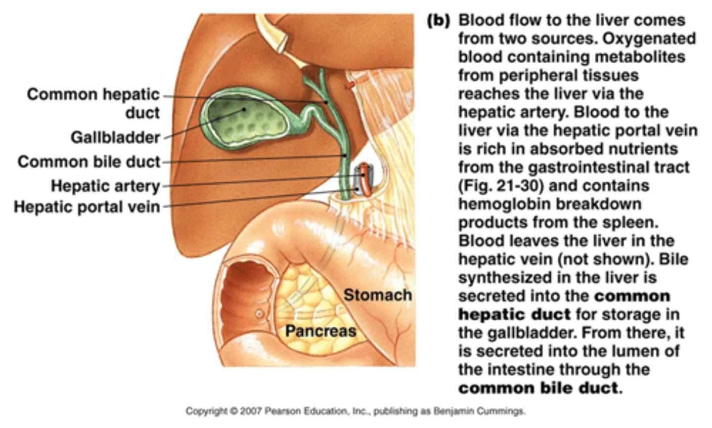 <p>Where the ducts of the pancreas and the gallbladder meet up and enter the duodenum</p>