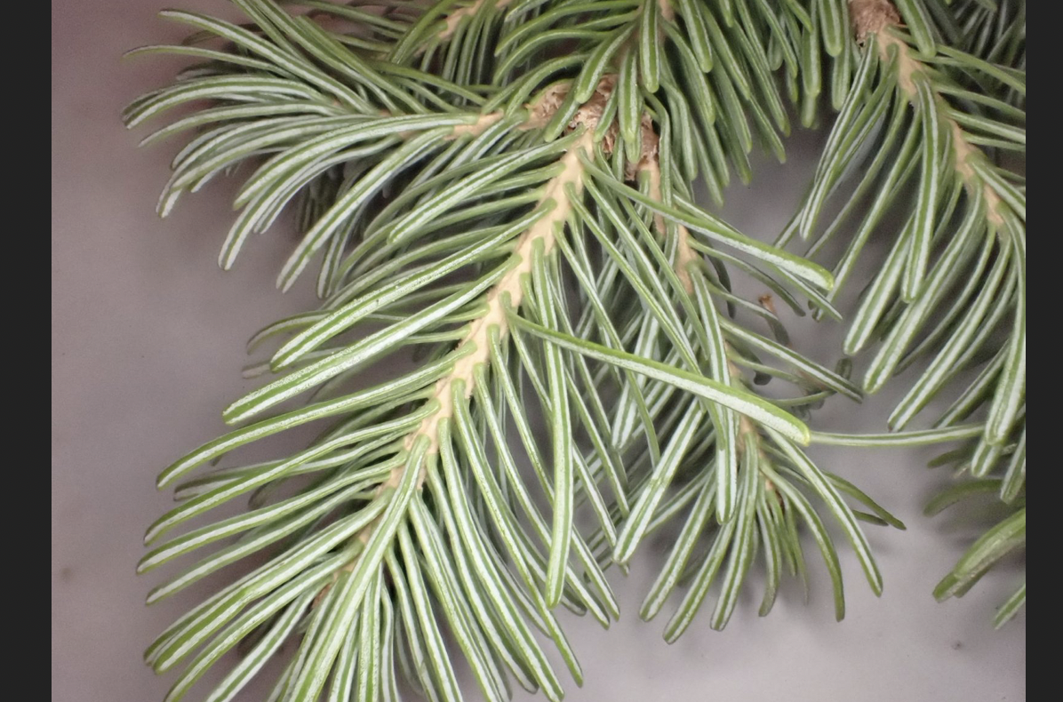 <p>Abies lasiocarpa</p>