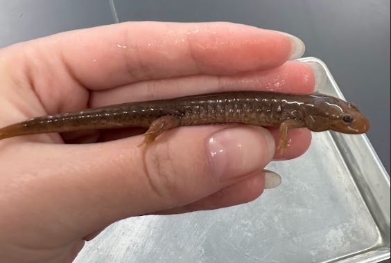 <p>Desmognathus monticola. Plethodontidae. </p>
