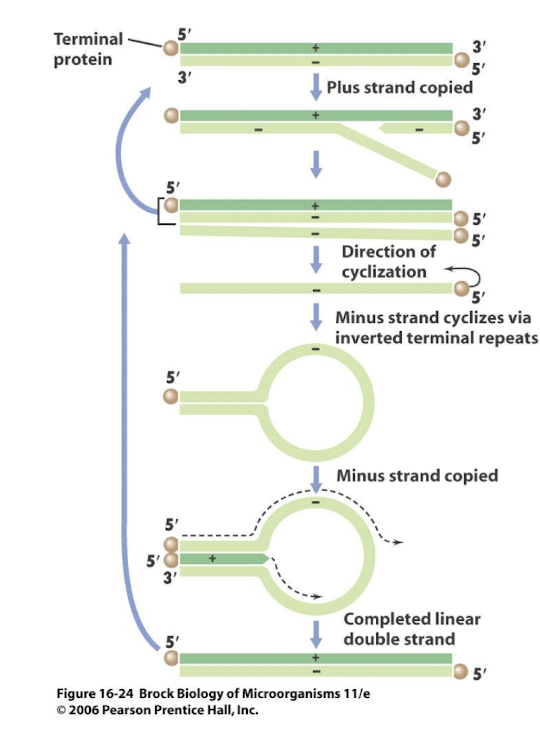 <p>It is <strong>conservative</strong>, <span style="color: green;"><strong><u>not semiconservative</u></strong></span>; <strong>the negative sense single strands are synthesised 1st, then converted to dsDNA.</strong></p>