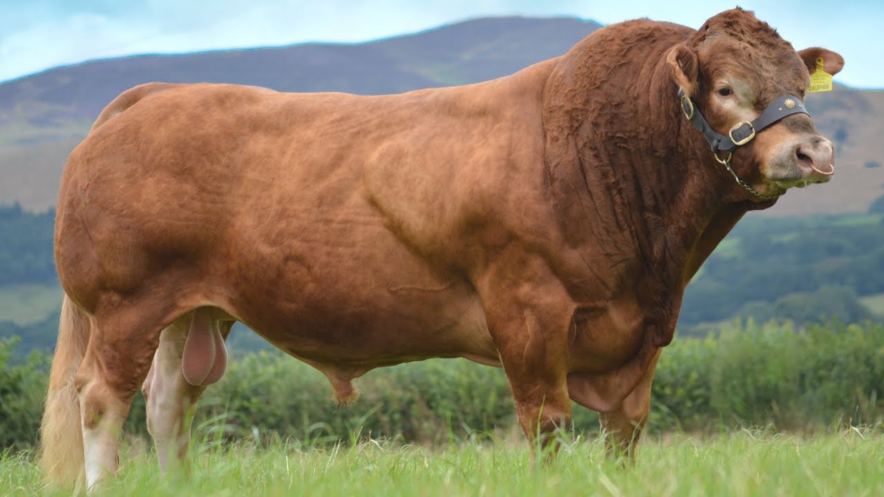 <p>Named after a province in France where they originated. They are noted for their carcass leanness and large loin area. Referred to as the “butcher’s animal” in France.</p>