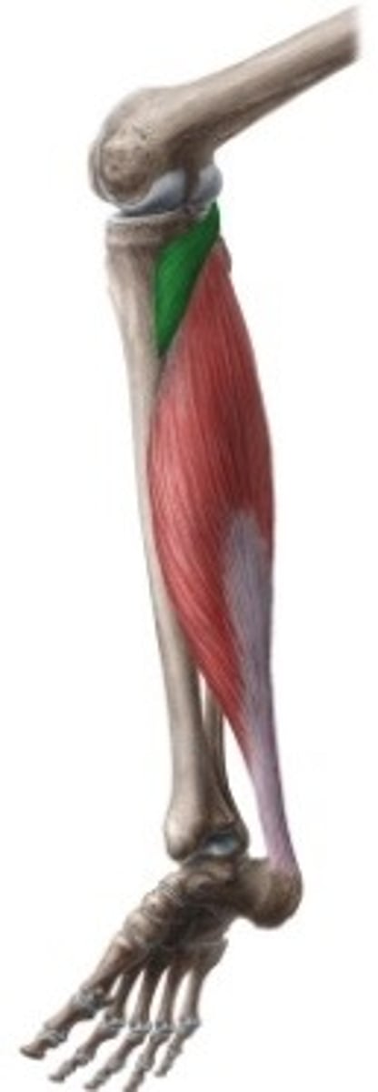 <p>Zeer diep ter hoogte van kniegewricht</p><p>O: in kniegewrichtskapsel in sulcus popliteus</p><p>onder laterale epicondyl van de femur + ligamenten en kapsel</p><p>I: dorsaal op tibia boven linea m. solei</p><p>W:</p><p>- knie: zwakke flexie</p><p>- slotrotatie (exorotatie femur)</p><p>- trekt laterale meniscus (en kapsel) naar dorsaal, zodat ze niet gekneld raken</p><p>Inn: N. tibialis</p>