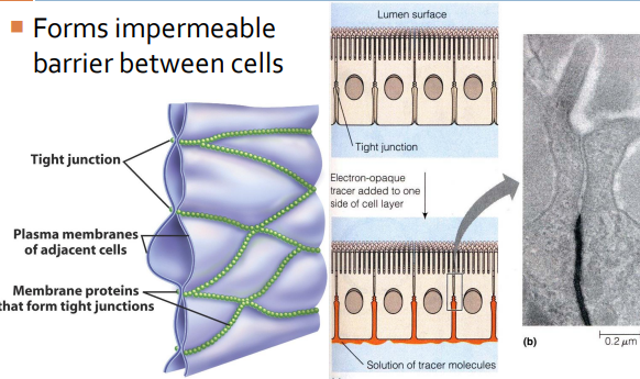 Forms impermeable barrier between cells, membrane proteins create tight junctions, act like staples so that substances don’t leak in between cells