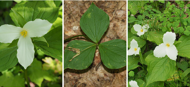 <p>Large Flowered Trillium</p>