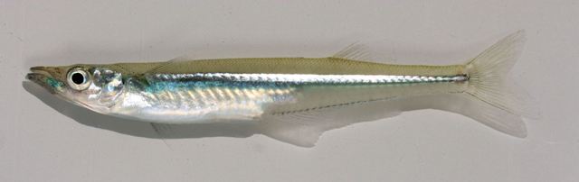 <p>Brook silverside</p>