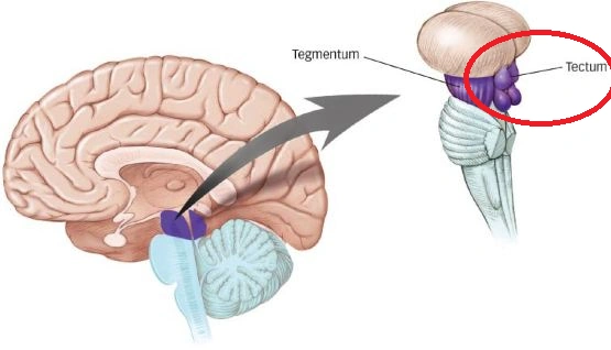 <p>what is the tectum responsible for? (midbrain)</p>