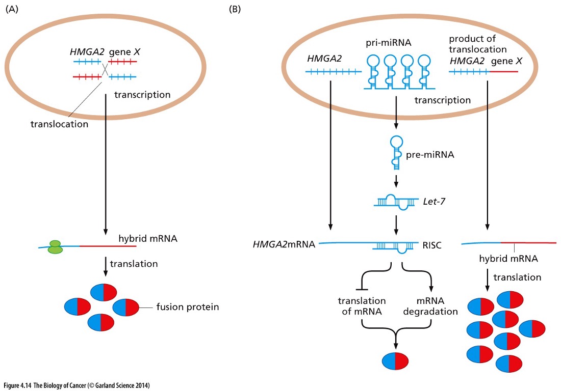 <p>What can translocations lead to ?</p>