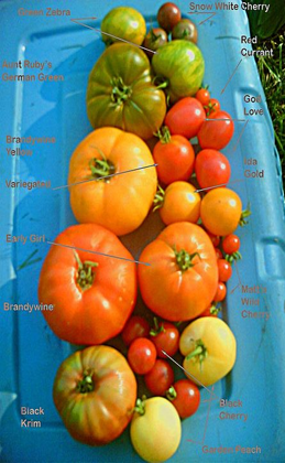 <p>What is this an example of?&nbsp;</p>