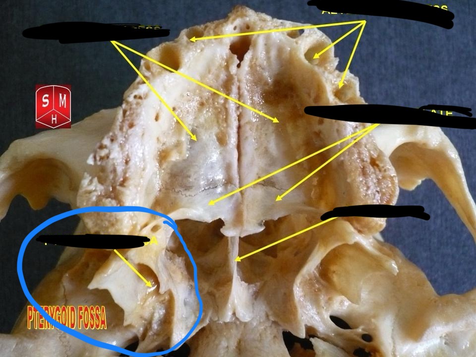 knowt flashcard image