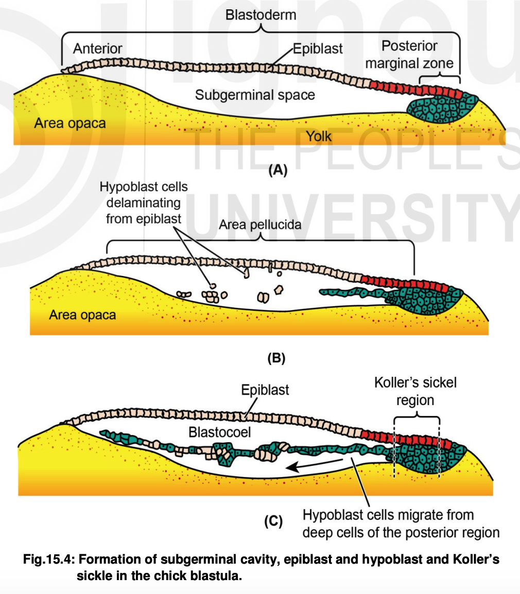 <ol start="3"><li><p><strong>Reptiles &amp; Birds</strong></p></li></ol><ul><li><p>Cells in area pellucida/blastoderm/primitive streak will ______ (form a new cell layer)</p></li><li><p>The new cell layer will move toward the middle of the _______/marginal zone</p><ul><li><p>Forming two new layers:</p><ul><li><p>epiblast</p></li><li><p>primary hypoblast</p></li></ul></li></ul></li><li><p>Cells in the ____ sickle region _____ toward the primary hypoblast</p><ul><li><p>Once they mix, a secondary hypoblast is formed</p></li></ul></li><li><p>Since only two layers are formed, a ______ is formed</p></li></ul>