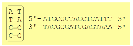 <p>DNA structure</p>