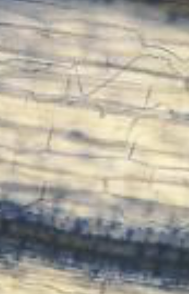 <p>A fungi with a symbiotic relationship with the plant </p>