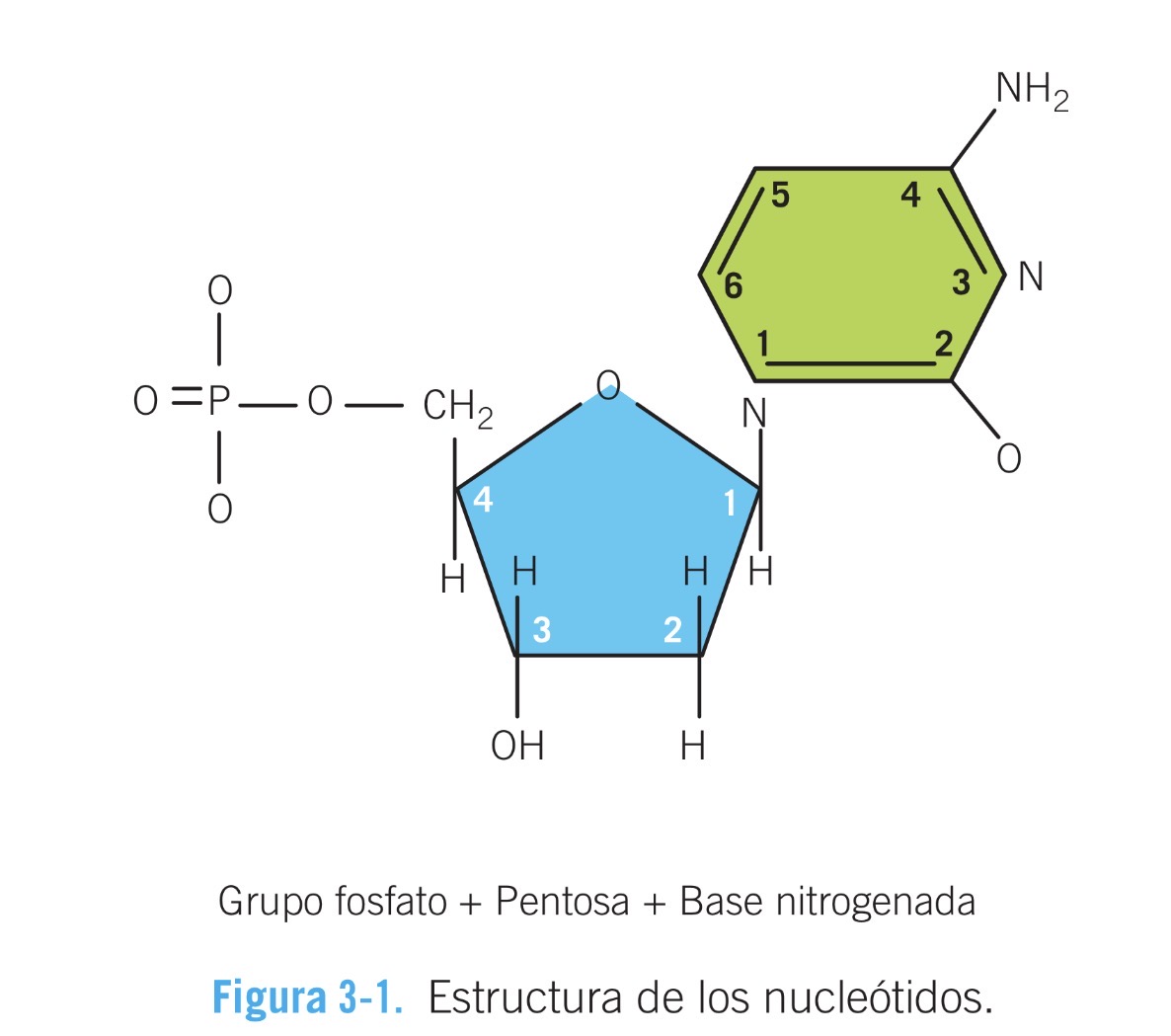 <p>Estructura de un nucleotido:</p>