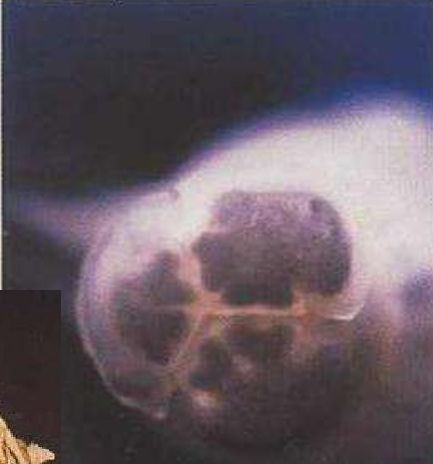 <ol><li><p>SN</p></li><li><p>PS</p></li><li><p>DH</p></li></ol><p></p>