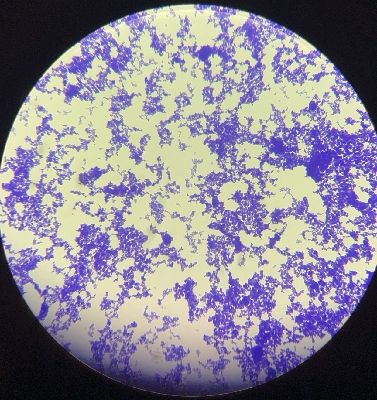 <p><span>What is this organism?</span></p>