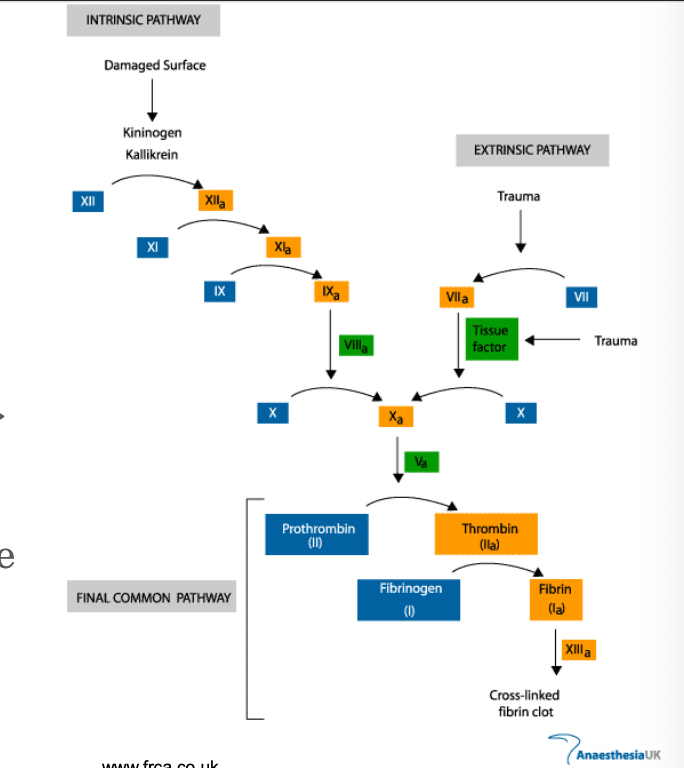 <p><strong><u>endothelial cell disruption </u></strong></p><ul><li><p>immediate vasoconstriction </p></li><li><p>exposure of vWF —> platelet activation and aggregation </p></li><li><p>coagulation cascade </p></li></ul><p></p>