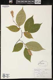 <p>Ostrya virginiana</p>