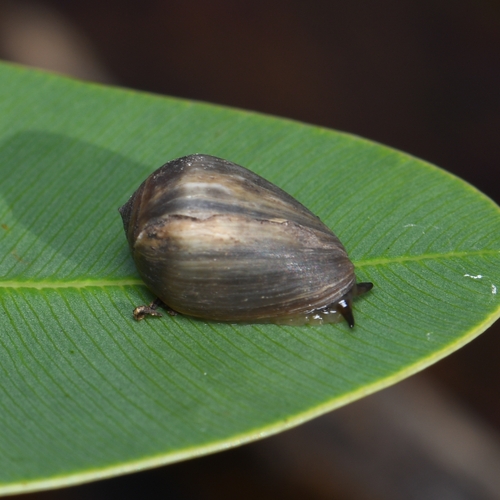 <p>phylum mollusca</p>