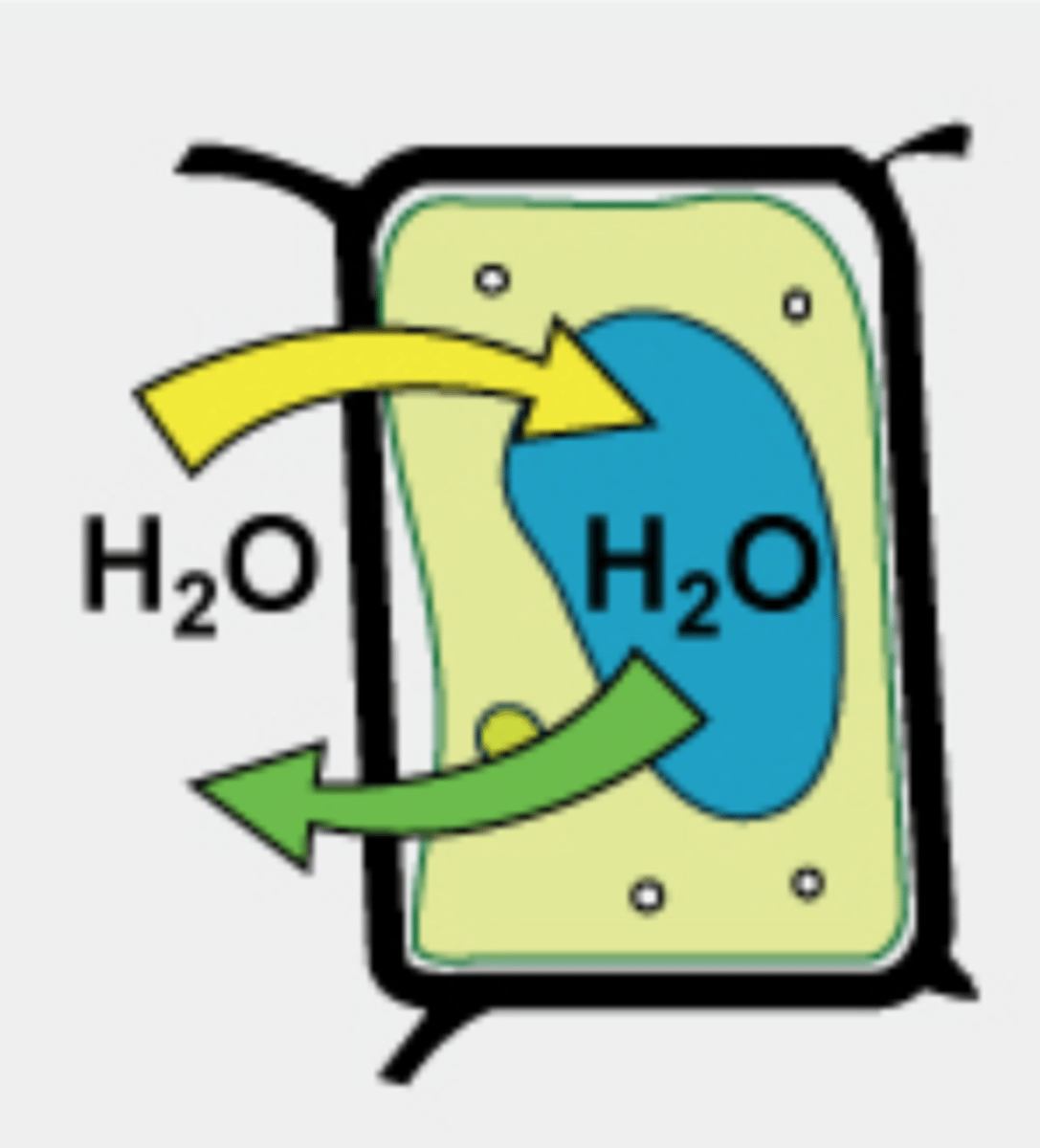 <p>does not result in any net movement of water in/out of the cell, however, a plant cell may become flaccid (soft, drooping or inelastic)</p>