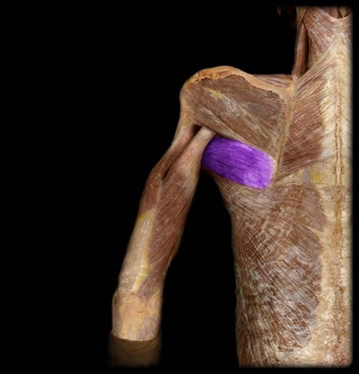 <p>Inferior angle of scapula</p><p>Intertubercular groove of humerus (medial lip)</p>
