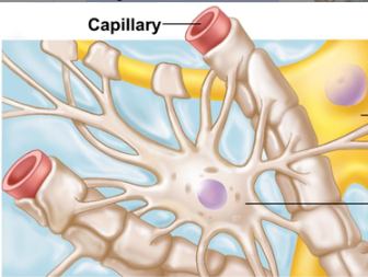 <p><span>Astrocytes</span></p>