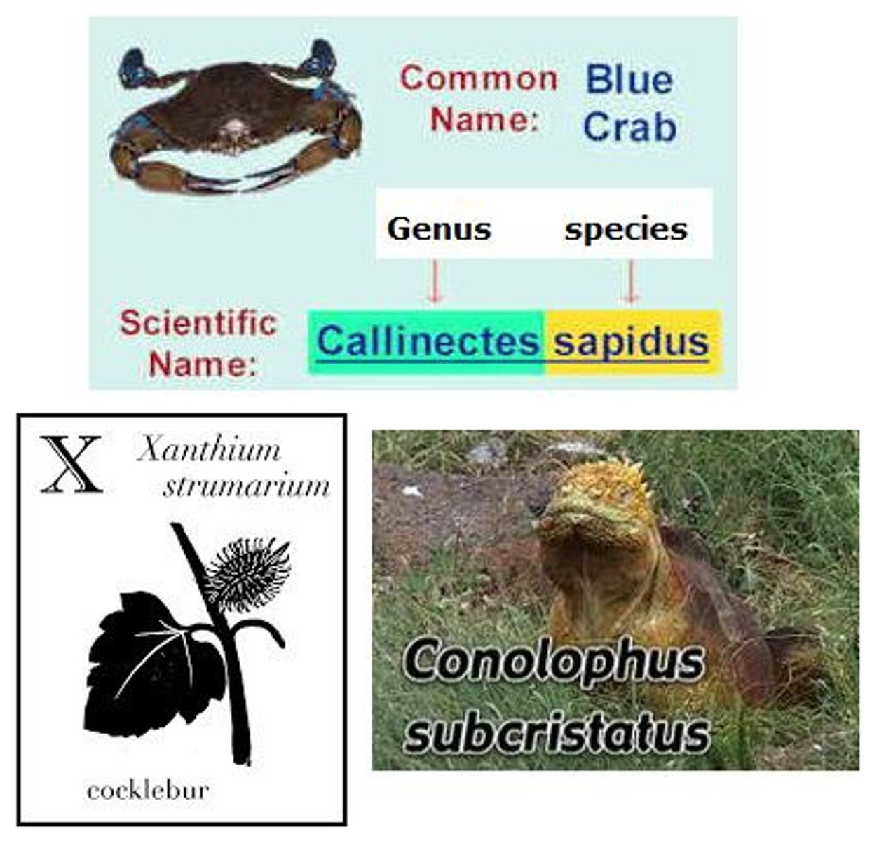 <p>two parts to the scientific name of an organism</p>