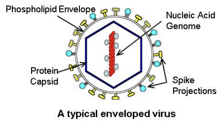<p>a small infectious agent that can multiply only in living cells of animals, plants or bacteria; cannot reproduce or conduct metabolic processes without a host cell </p><p>• Parasites </p><p>• Vector-borne viruses multiply in both the invertebrate vector and the vertebrate host</p>