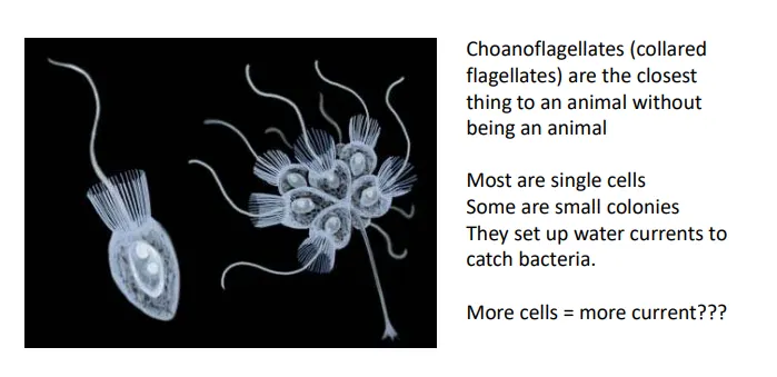 <p>hypothesis 1: <strong>it’s sometimes better to be a big organism</strong></p><ul><li><p>swimming further?- unlikely, cells mostly moved by currents</p></li><li><p>harder to be eaten?- unlikely, there weren’t many bigger cells to at as predators</p></li><li><p><strong>catching more food</strong>?- yes, could set up a <strong>local water current</strong> to funnel cells for food eg. choanoflagellate protist changes from single-cell to colonies when given specific bacteria as food</p></li></ul><p></p><p>hypothesis 2: <strong>it’s sometimes better to split up cell functions</strong></p><ul><li><p>the <strong>germ cells are the most important </strong>and this genetic material must be <strong>protected </strong>from damage<strong> </strong>eg. UV radiation</p></li><li><p>germ cells also seem to be modified to have a lower rate of mutations per mitotic cycle than somatic cells </p></li></ul><p></p><p>hypothesis 3: it’s less efficient for flagellated cells to be the ones dividing- ‘<strong>flagellar constraint</strong>’</p><ul><li><p>when an animal cell divides, it has to <strong>depolymerise </strong>its flagellum because the flagellar basal body microtubules are the same structure as the <strong>centrosome </strong>needed for mitosis- both can’t be present at the same time</p></li><li><p>the cell would have to retract the flagellum, divide, and re-grow the flagellum</p></li><li><p>in this process <strong>motility is lost</strong>, so the cell might sink/not get any food</p></li><li><p><strong>unlikely</strong>, some single-celled organisms can overcome this by doing mitosis without the same centrosome, so not proven</p></li></ul><p></p><p>hypothesis 4: <strong>it allows for self-cannibalism in famine situations</strong></p><ul><li><p>when food becomes scarce, a single-celled variant would just die</p></li><li><p>however, a multicellular variant could self-cannibalise certain cells by <strong>transferring nutrients</strong> to ensure <strong>at least a few survive</strong>, which can regrow when food returns</p></li><li><p>this is the case for some animals eg. flatworms and <strong>hibernating </strong>mammals (<strong>fat cells</strong> are used in scarcity conditions)</p></li></ul><p></p><p>since multicellularity evolved multiple times, different hypotheses could be true for different species</p><p></p>