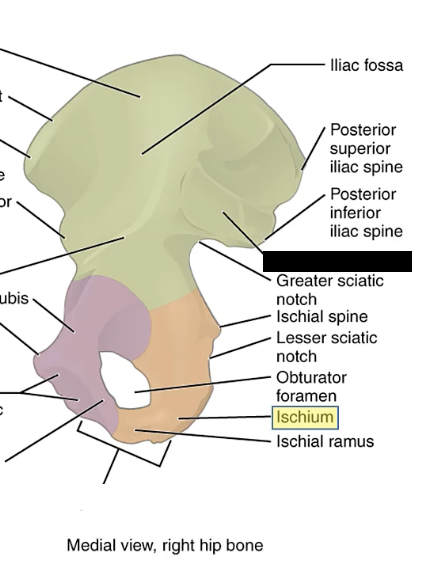 <p>The ear-shaped surface on the ilium that articulates with the sacrum.</p>
