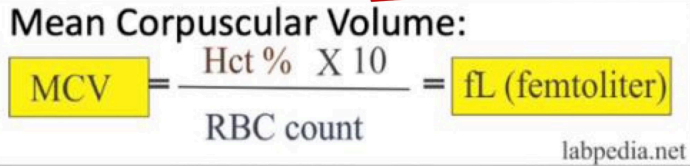 <p>NV: 80-100 fL</p>