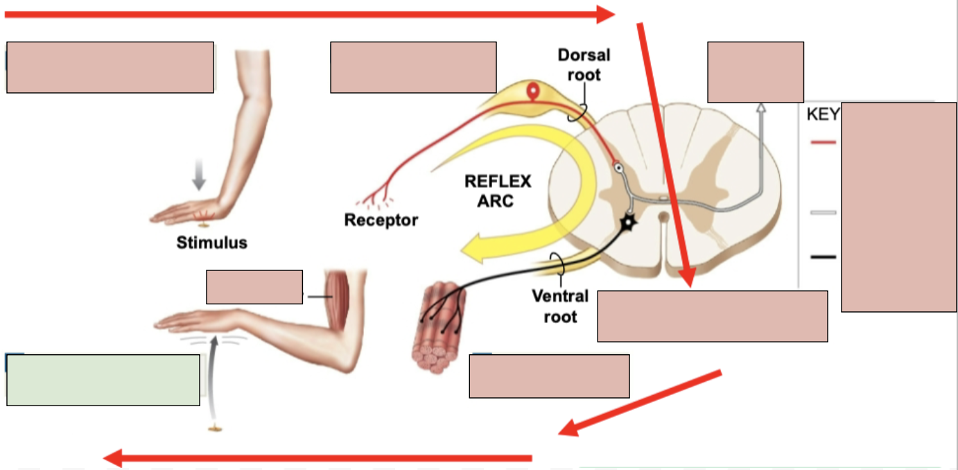 <p><span style="background-color: transparent;"><span>response by effector (typically skeletal muscle)</span></span></p>
