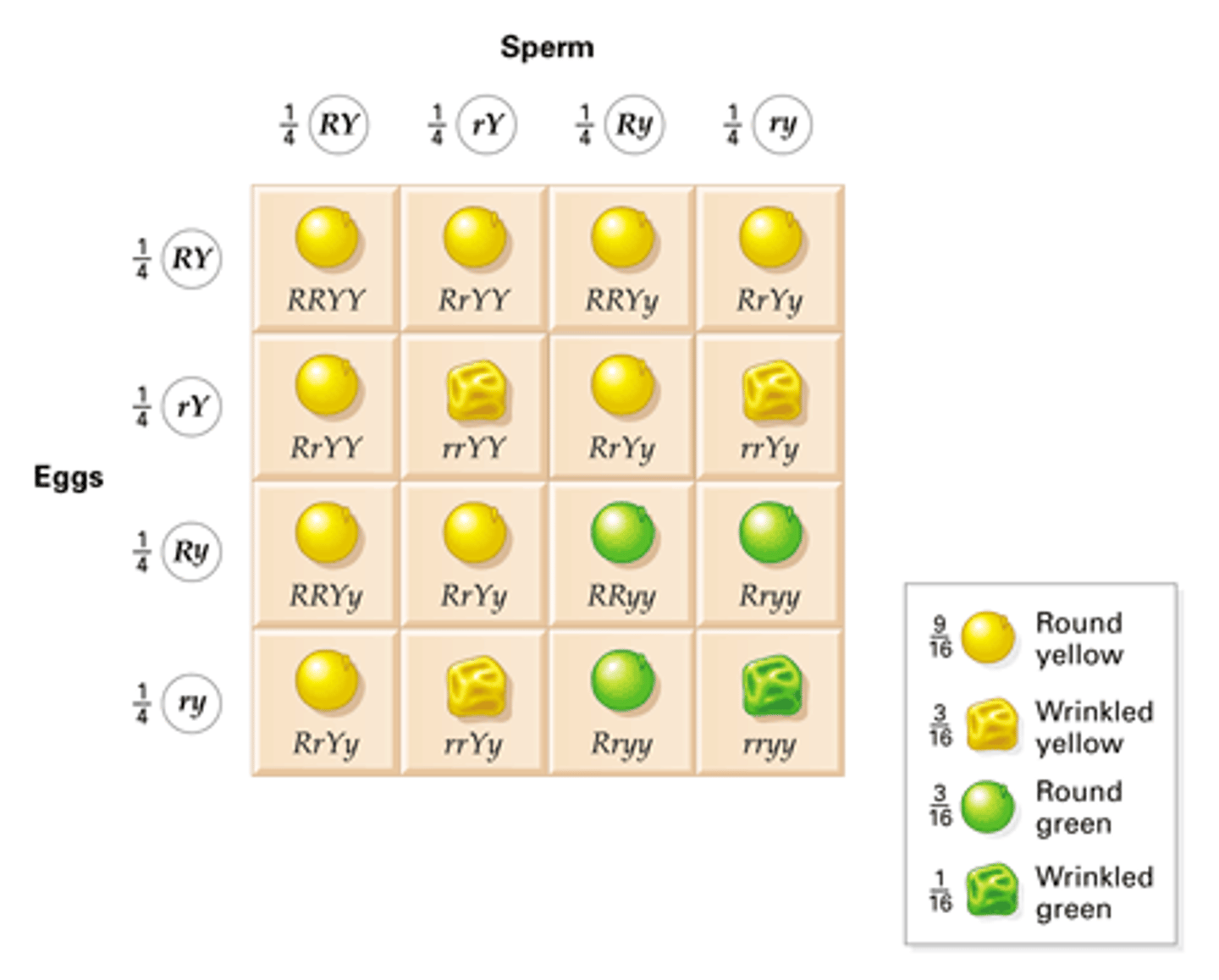 <p>the inheritance of 2 genes / characteristics</p>