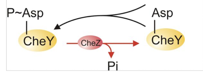 <p><strong>can act as phosphotase to <u>reverse process </u>and allow to resume CCW-swimming</strong></p>
