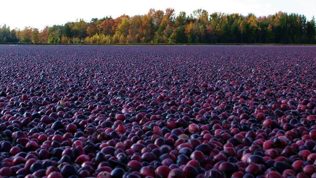 <p><span style="color: purple;">objects with detailed textures appear closer, and objects with smoother/finer textures appear farther</span></p>