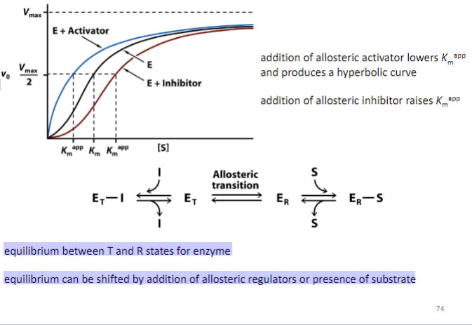 <ul><li><p><span style="font-family: sans-serif">addition of allosteric activator lowers Km^app and produces a hyperbolic curve</span></p></li><li><p><span style="font-family: sans-serif">addition of allosteric inhibitor raises Km^app</span></p></li></ul>