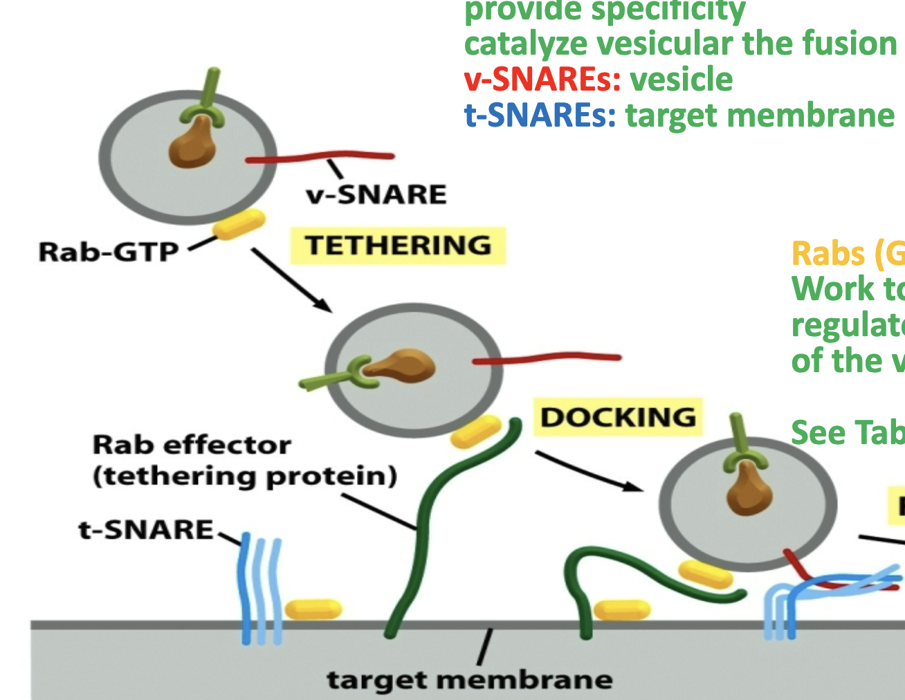 <p>Catch the vesicles!</p><p>Two component system (v-SNARE and t-SNARE). </p><p>Force generation drives the membranes to fuse. </p>