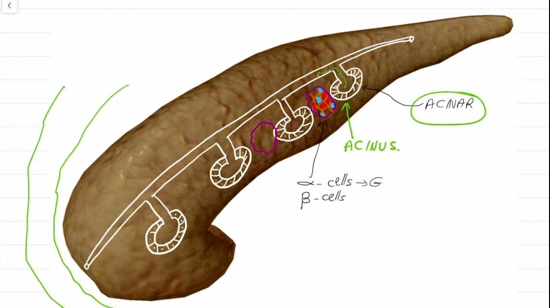 <ul><li><p>Acinar cells create digestive enzymes (exocrine)</p></li><li><p>In between them are Islet of Langerhan Cells, which contain Alpha and Beta Receptors</p></li><li><p>Alpha receptors produce glucagon</p></li><li><p>Beta receptors produce insulin</p></li></ul><p></p>
