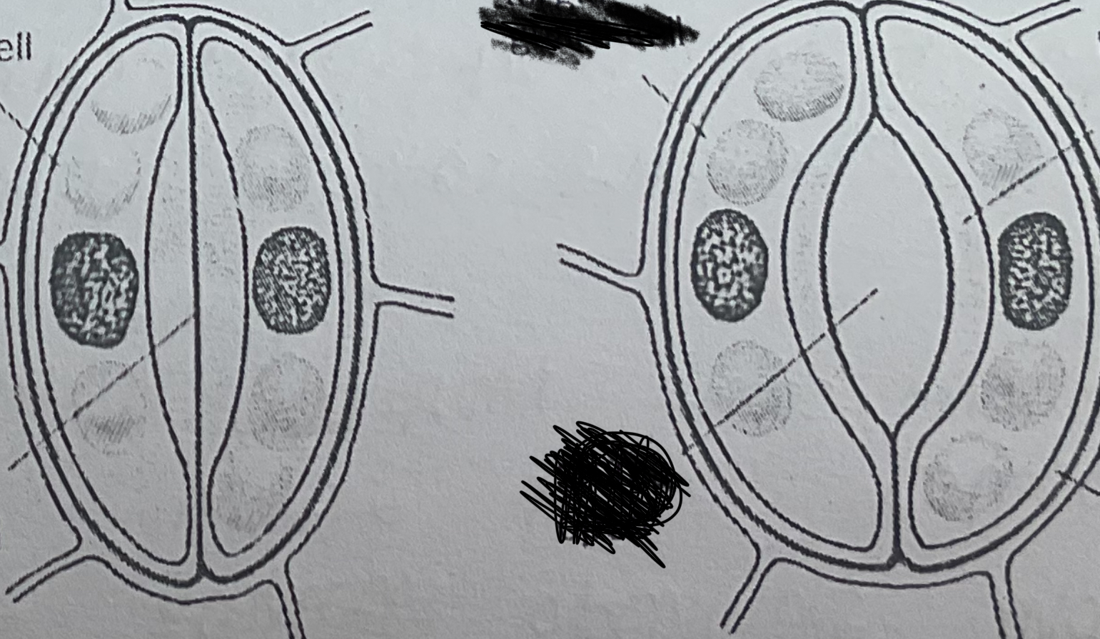 <p>Which stoma is open</p>