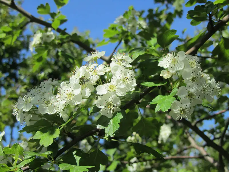 <p>Common hawthorn - <em>Crataegus monogyna</em></p>