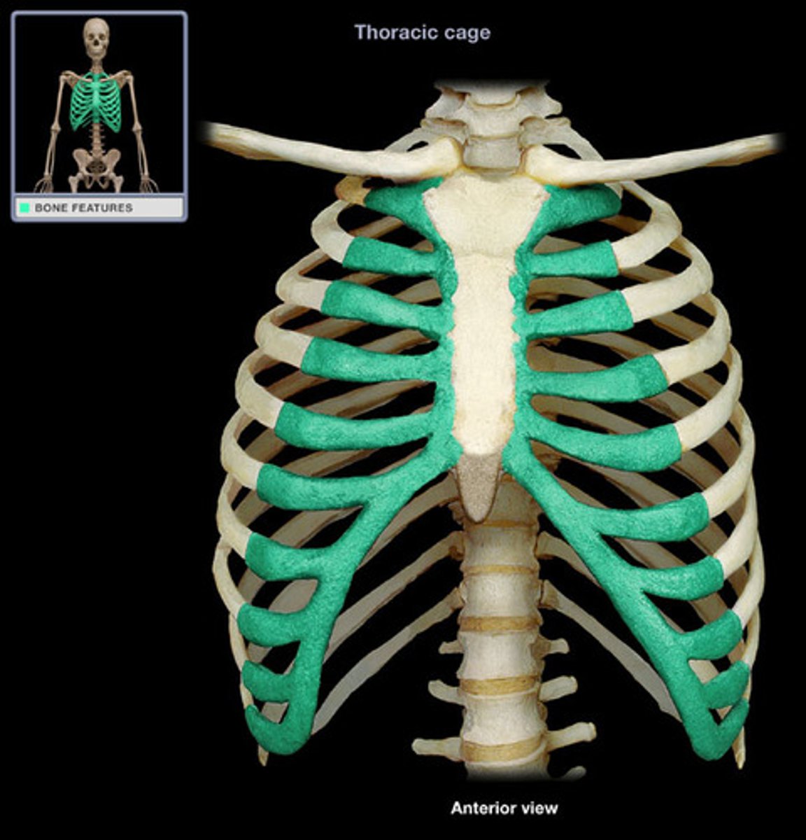 <p>Attaches the ribs to the sternum and is somewhat flexible allowing for expansion of the rib cage during inhalation</p>