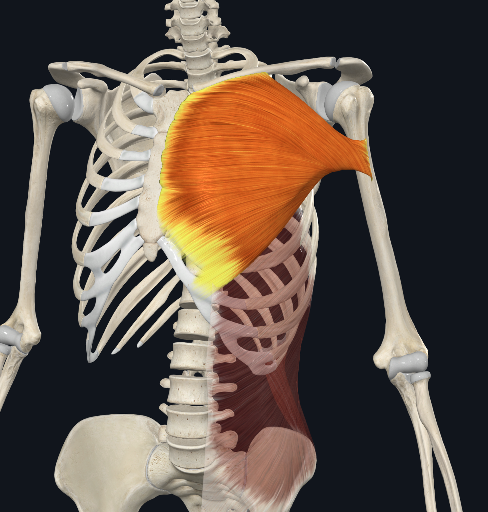<p>clavicular head section = the medial side of the anterior border of the clavicle</p><p>sternocostal head side = the anterior surface of the sternum</p><p>costal cartilage of ribs 1-6</p><p>aponeurosis of the external oblique</p>
