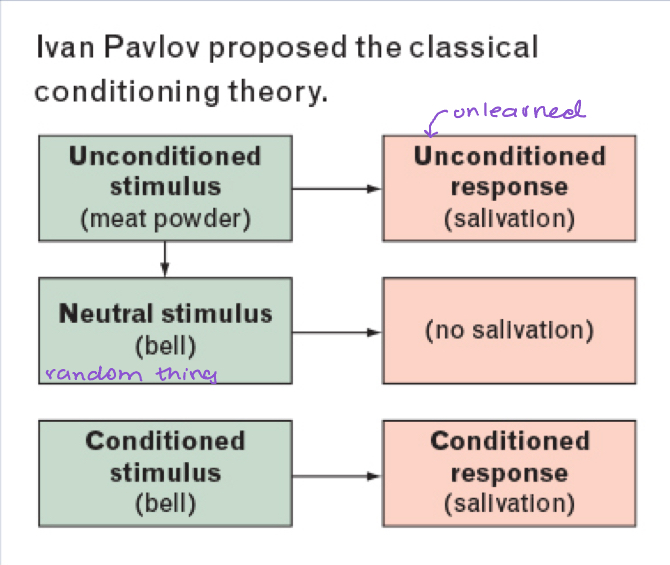 <ul><li><p>Learning in which, through repeated pairings, a neutral stimulus comes to evoke a conditioned response</p></li></ul>