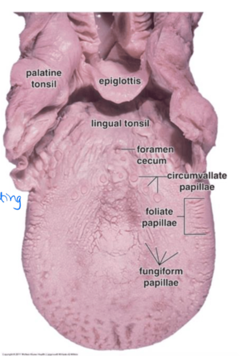 <p>Fungiform papillae</p>